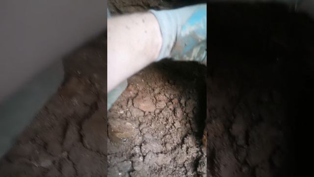 Редкий разновид, очень редкий.