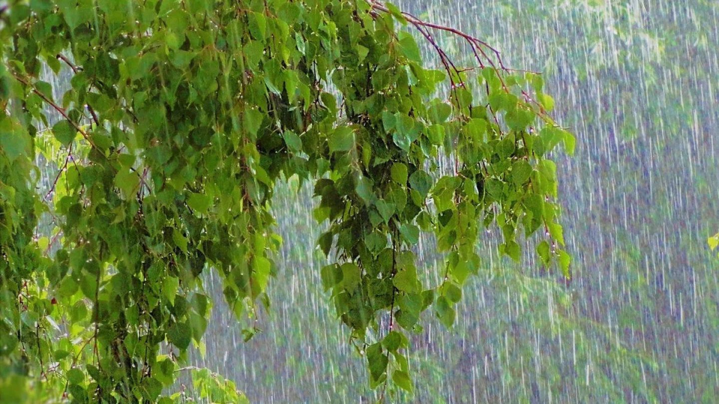 Весенний дождь.  Афанасий Фет.
