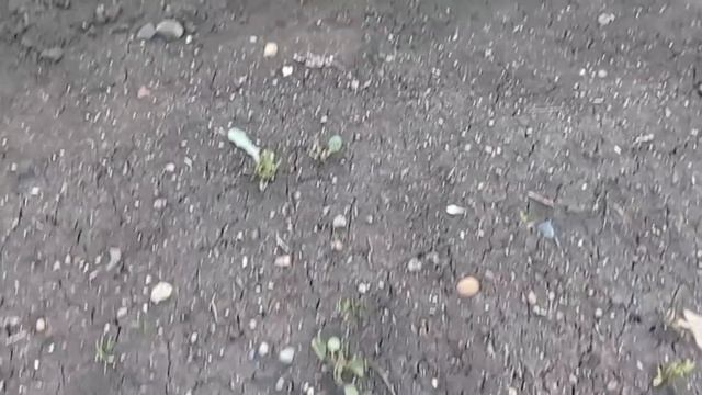 Помогли утята. Наложила всем арест .