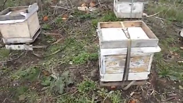 работа на пасеке в мае - перевозка пчел на новое место
