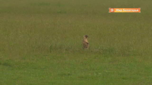 Сурков байбаков посчитали в Чернянском районе