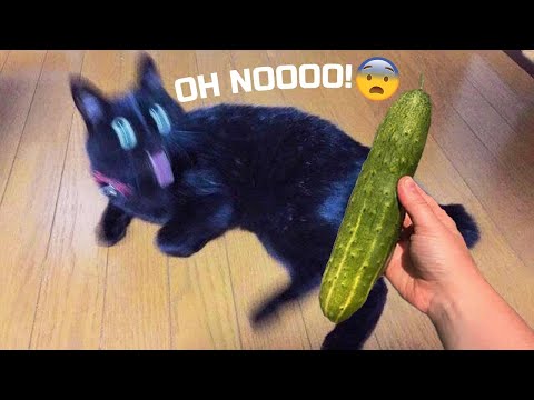 Самое смешное видео с животными - Лучшие видео о собаках? и кошках? месяца 2022!