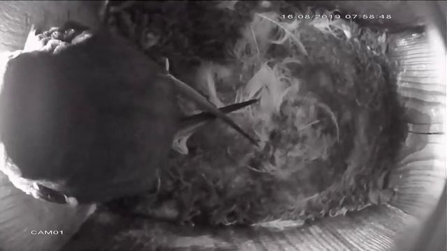 Вылет птенца стрижа из гнезда на 44-й день.