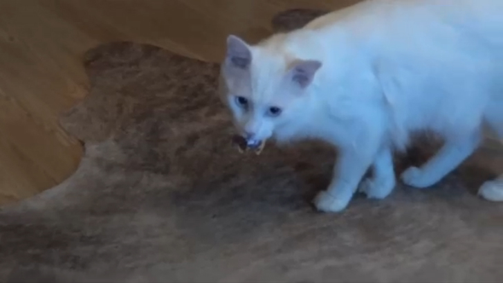 КОТОПЁС существует..., доказано !!! ))) 