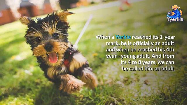 A Yorkie Can Grow Until This Age | Growth Stages & More