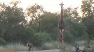 В Африке засняли случайную встречу двух львов, четырёх стервятников, гиены и жирафа