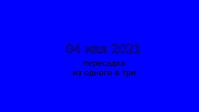 Фрукт гранат из семян у меня на подоконнике (период с 04 марта 2019 по 04 мая 2021)