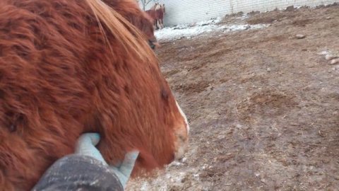 кормление лошадей, моменты