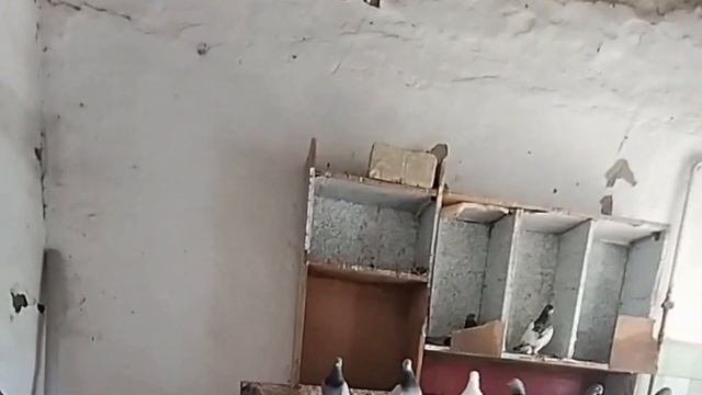 БУХАРСКИЕ ГОЛУБИ МОЕГО ДРУГА СОХИБА БУХАРА ГОРОД КАГАН