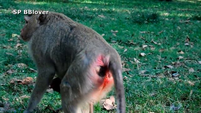 Bronco Gots Disease Since He Was Born - SP BBlover - Happen On His Back