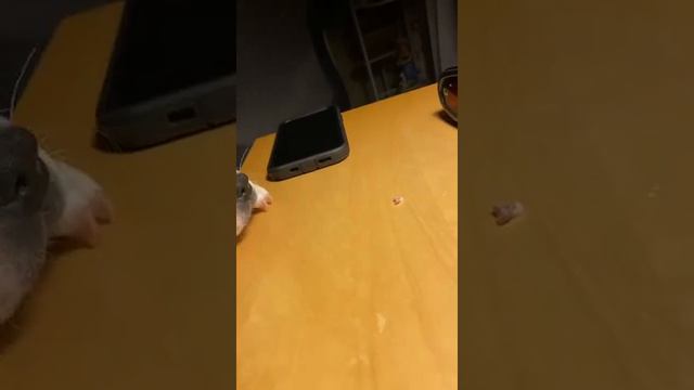 Boston terrier Dusya lost her second tooth, 2020, Бостон терьер  Дуся потеряла второй зуб, 2020