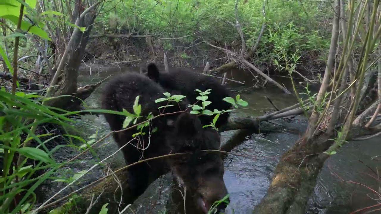 Медвежата у ручья.