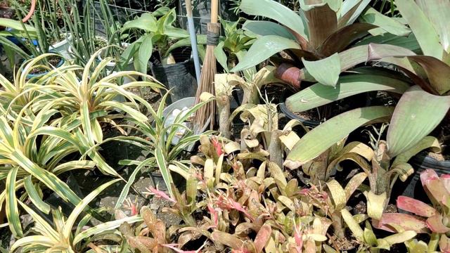 NEW TAYTAY RIZAL HALAMANAN WITH RARE PRIZED PLANT (ANTHURIUM JENMANII) AT GREEN TREASURES GARDEN