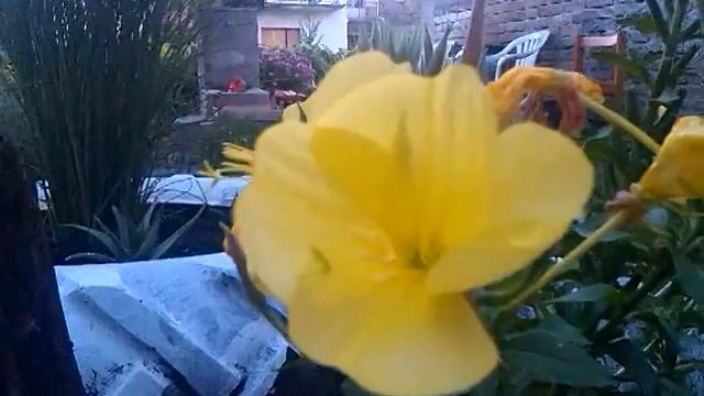 Wonderful nature - blooming flower Evening primrose
