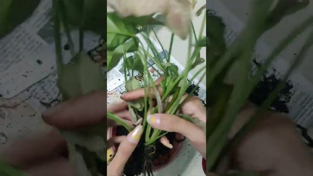 2022 1st Unboxing... Syngonium...Matcha sprinkle,pink spot,green splash..