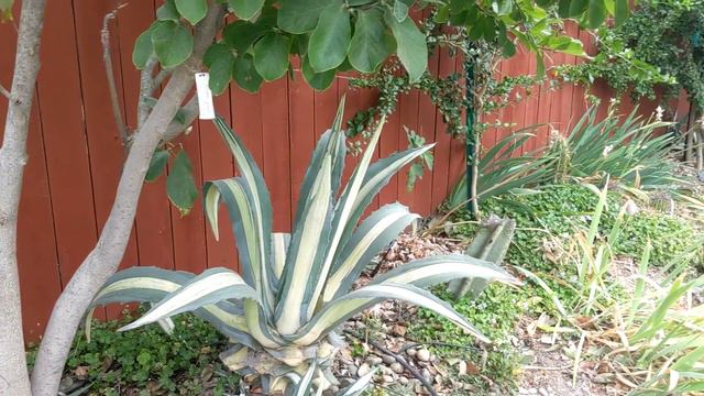 Необыкновенный сад в городе Девис, Калифорния. Rare plants orchard in Davis, California (часть 3)