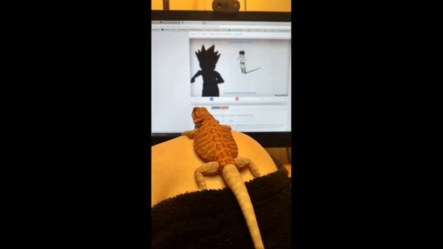 Bearded Dragons - Care Guide
