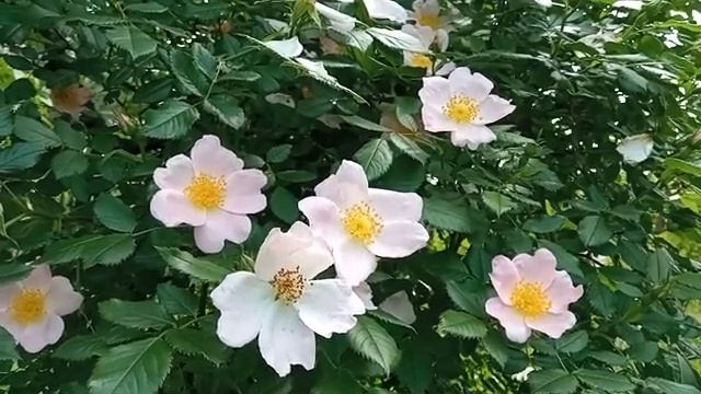 403- 1.06.2023.182- видЕоряД Шиповник розовый шум деревьев.