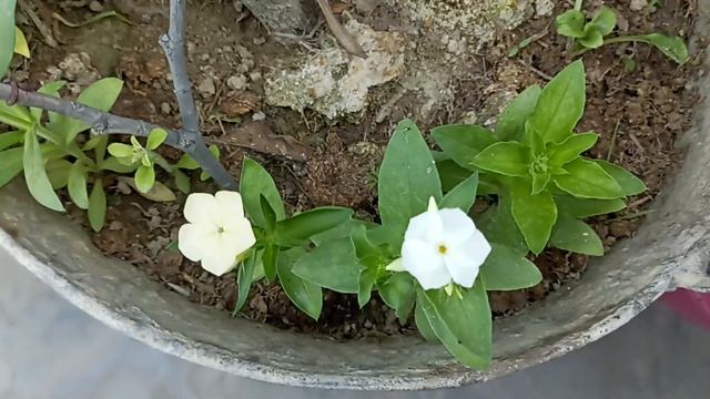 Baby size petunia flowers more colors