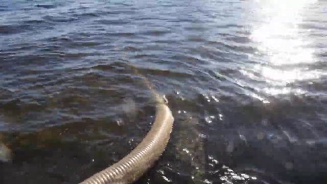 Выпуск молоди сазана АО _Водоканал_ г. Чебоксары.mp4