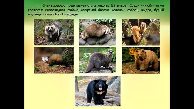 "Берегите эту землю". День национальных парков и заповедников.