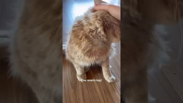 Мейн Кун Симба