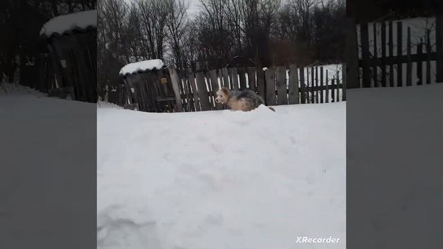 Гера живёт хорошо  и Гера трусиха.