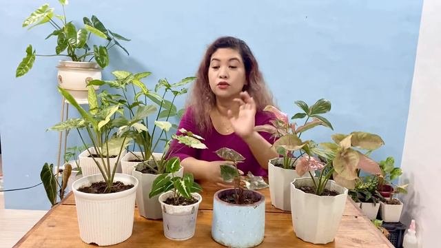Syngonium Care Tips & Propagation | Last Vlog of 2020