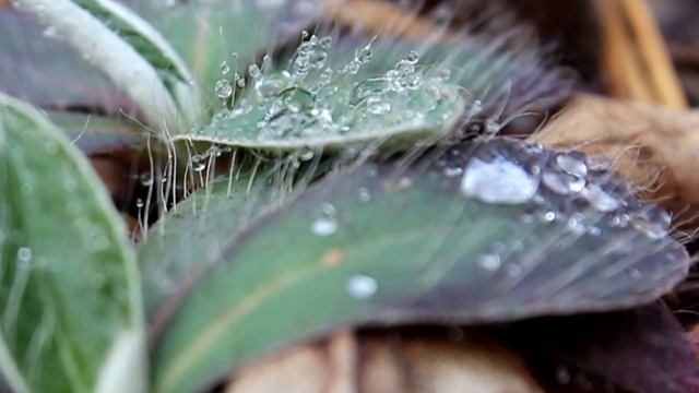 Утренняя роса, капельки воды