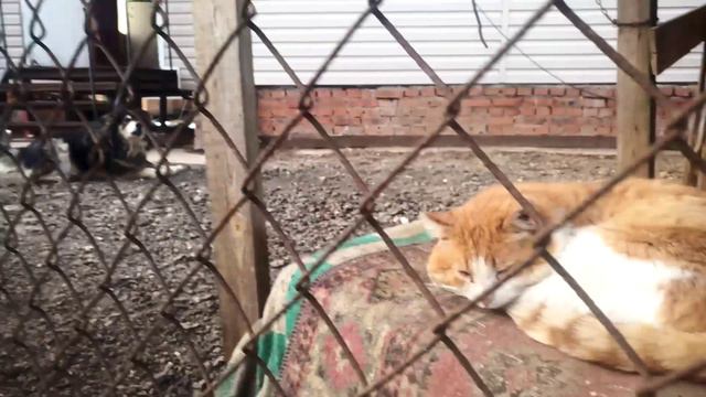 VID_20240331_165821.mp4