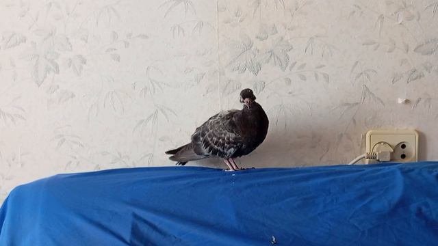 VID_20240913_135329