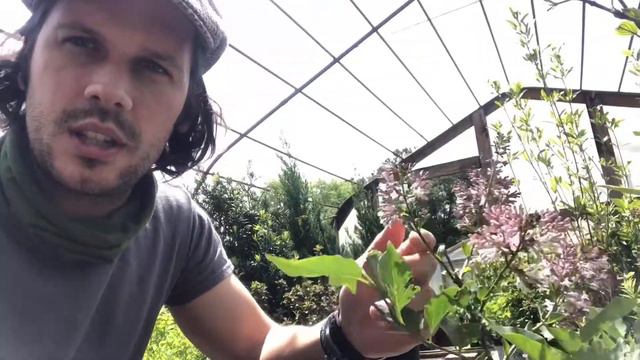 Plants For Your Garden (Lilac Tree)