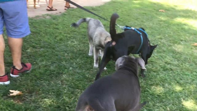 Mastiff/Pit Protects Puppy at Dog Park