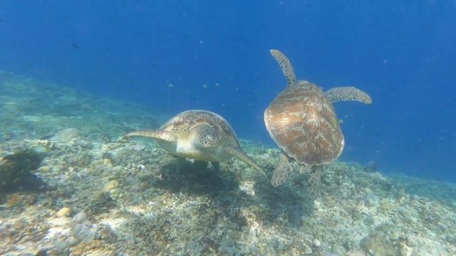 Giant Turtle at Gili Meno