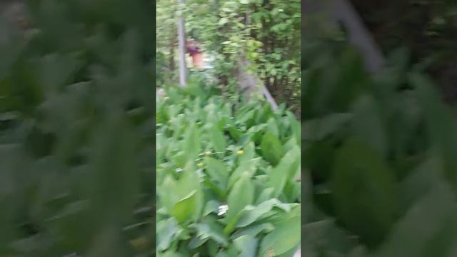 Ландыши как солдатики после дождика, а желтенький закрывается ...#весна #красота
