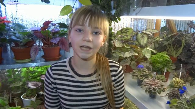 Фиалки.Знакомство.