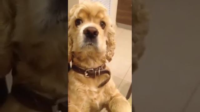 Да всё то он понимает 😍 Умничка какой, Валентин 👏ЮМОР _ СМЕШНОЕ ВИДЕО _ FUUNY VIDEO _ HUMOR