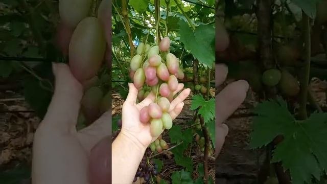 Виноград Памяти учителя и немножко Аси на 16.08.21 Днепр.обл.