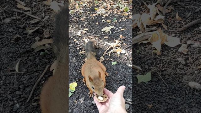 Любитель 🥕 #squirrel #животные #animals #cute #белка #nature #cuteanimals