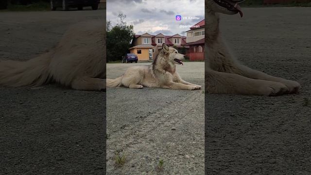 Лайка позирует на камеру.