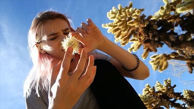 ?? Джошуа Три: как я почти осталась без пальца | California, Arizona, Joshua Tree National Park