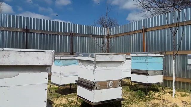 Карніка понесла пильцу. 3.04.18. Вулики з сендвич панелей