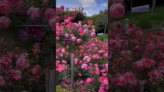 Розовое дерево в саду