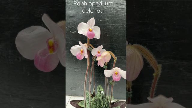 A beautiful Paphiopedilum delenatii #paphiopedilum #pink #fragrant #orchid #orchidsbyhausermann