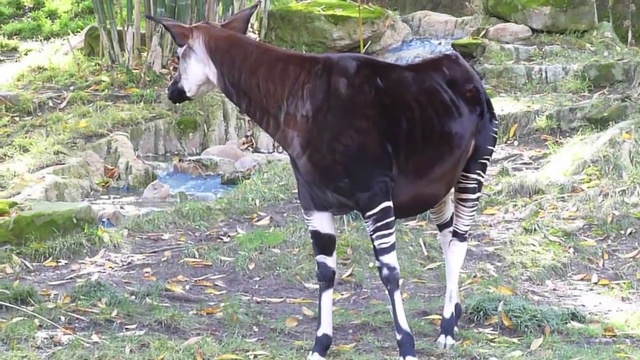 OKAPI