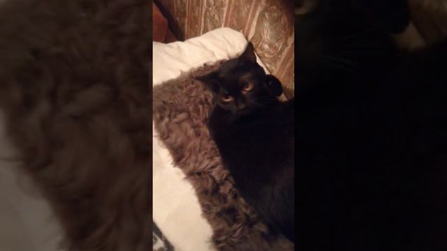 Мои любимые животные. Сон всегда у кошек на первом месте.
