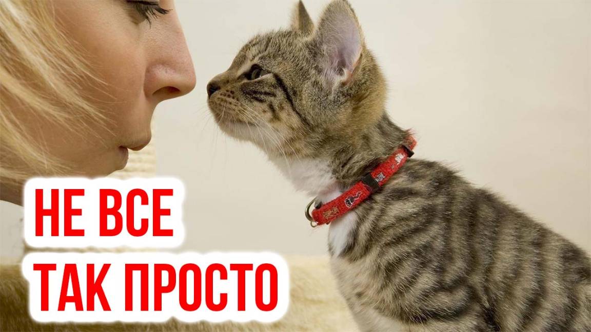 Что думают кошки о наших поцелуях?