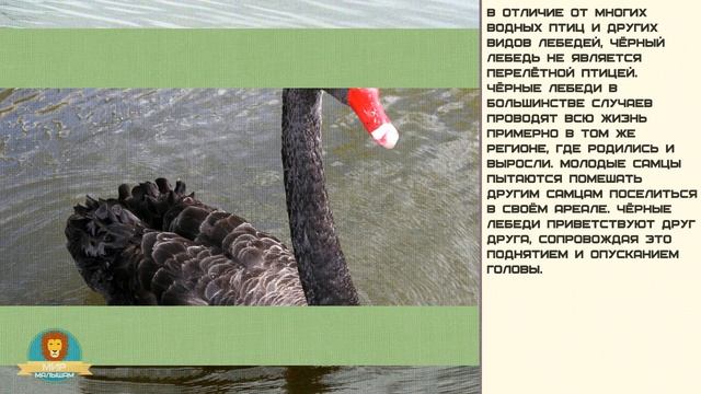 Мир малышам. Чёрный лебедь