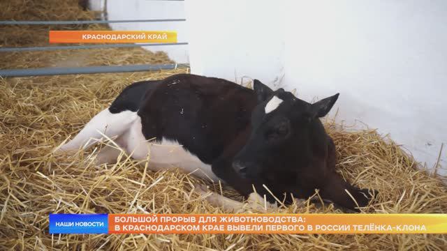 Большой прорыв для животноводства: в Краснодарском крае вывели первого в России телёнка-клона