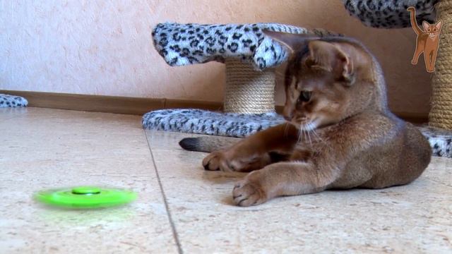 Маленький абиссинский котенок играет со спиннером [kotopurrs]